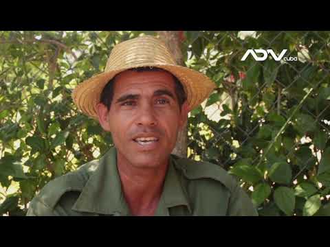 Caracol Gigante Africano, un freno a la agricultura ecológica en Cuba