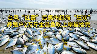 台风“红霞”后惠州赶海“狂欢”：养殖户几万斤金昌鱼被吹上岸，有人一小时捡200多斤，根本捡不完，整个惠州都在吃鱼，养殖户老板亏大了！
