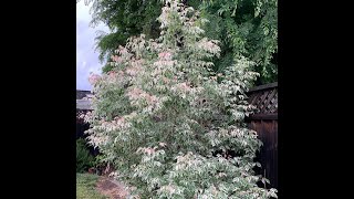 How to Repair a Simi Broken Tree Branch