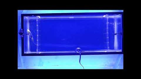 Zebrafish preference for robotic fish