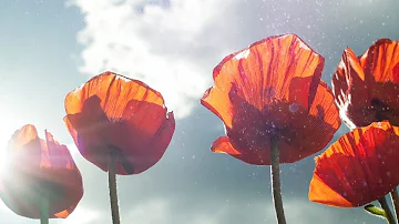 Peaceful Relaxing Instrumetal Music, Meditation Calm Music "California Poppies" by Tim Janis