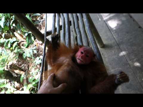 Petting bald uakari monkey in Pilpintuwasi Butterfly Farm, Padre Cocha Iquitos Peru 2