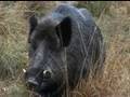 Fieldsports Britain - Hunting British wild boar + woodcock bonanza + Quex Museum - episode 13