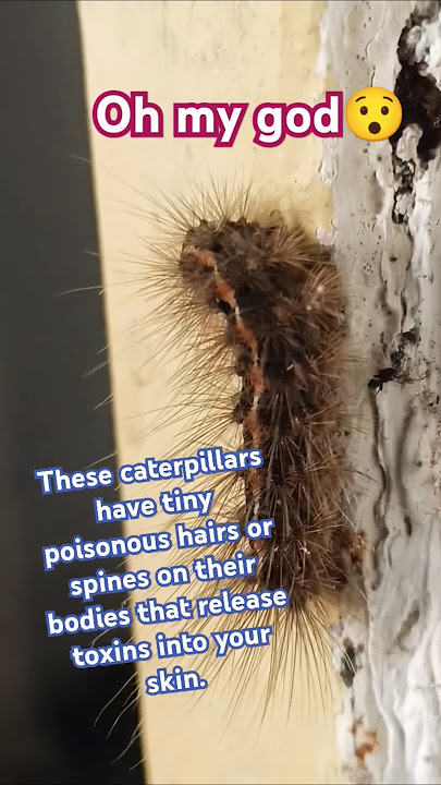 caterpillars have tiny poisonous hairs or spines on their bodies that release toxins into your skin