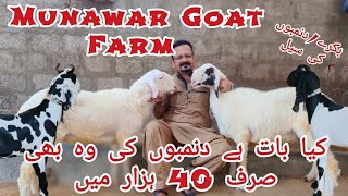 Munawar Goat 25Kg Ka Dumba 25K Mai Kese De Raha Ha