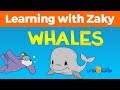 Let's Learn About Whales with Zaky (with Arabic Text)