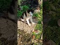 Unbelievably Cute Cats Doing the Funniest Things! 😻😂 | Hilarious Cuteness Overload!" #catblogger