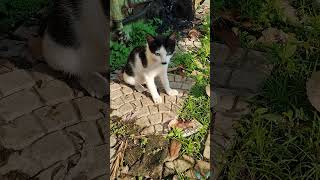 Unbelievably Cute Cats Doing the Funniest Things! 😻😂 | Hilarious Cuteness Overload!" #catblogger