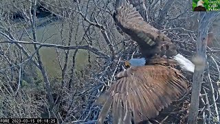 Guardian Chases Intruder from Nest Area