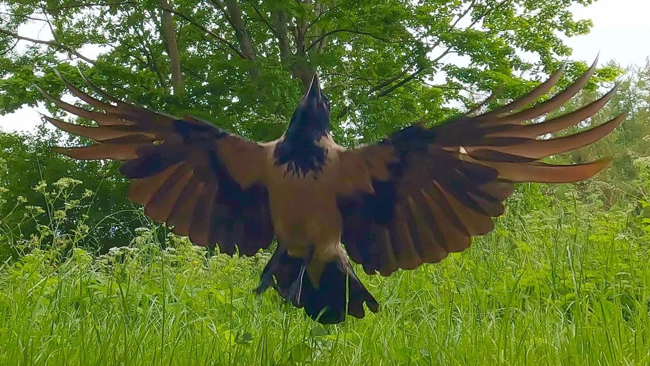 Hooded Crow Jumping for Peanuts [4K] - YouTube