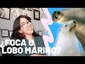 ¿Cuál es la diferencia entre Foca y Lobo marino?