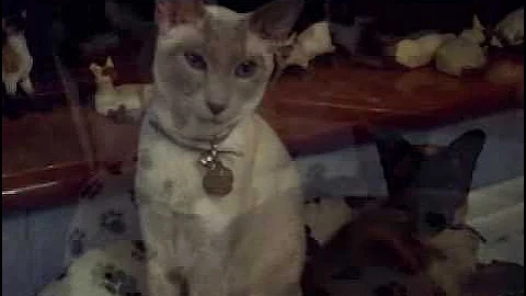 Watch the video about The Royal Pedigree Siamese (LOL).
