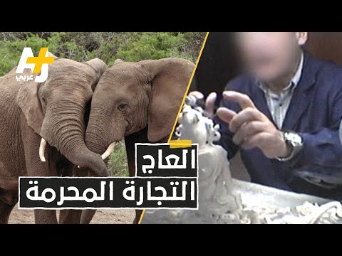 فيديو: من يشتري أنياب الفيل؟
