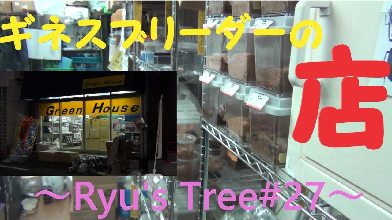横浜にランバージャック プレオープン中の新店舗に潜入してみた Ryu S Tree 57 カブトムシ クワガタのお店 店舗紹介 Youtube