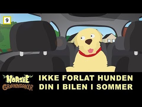 Video: Sommerfrukter å mate hunden din