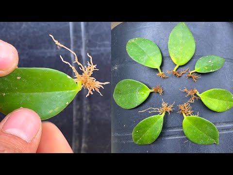 Video: Groeiende Stam (23 Foto's): Plant En Versorg Meerjarige En Eenjarige Blomme. Hoe Om Sade Tuis Te Plant? Hoe Om Te Sorg Vir 'n Plant In Die Tuin Na Blom?