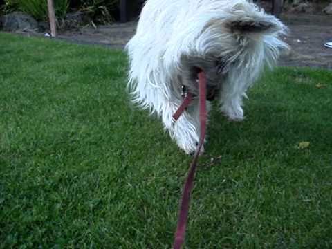 Milo + Twiggy - Tabby Cat + Cairn terrier (PLEASE ...