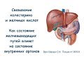 140614. Связывание желчных кислот и холестерина. Желчный пузырь и внутренние органы