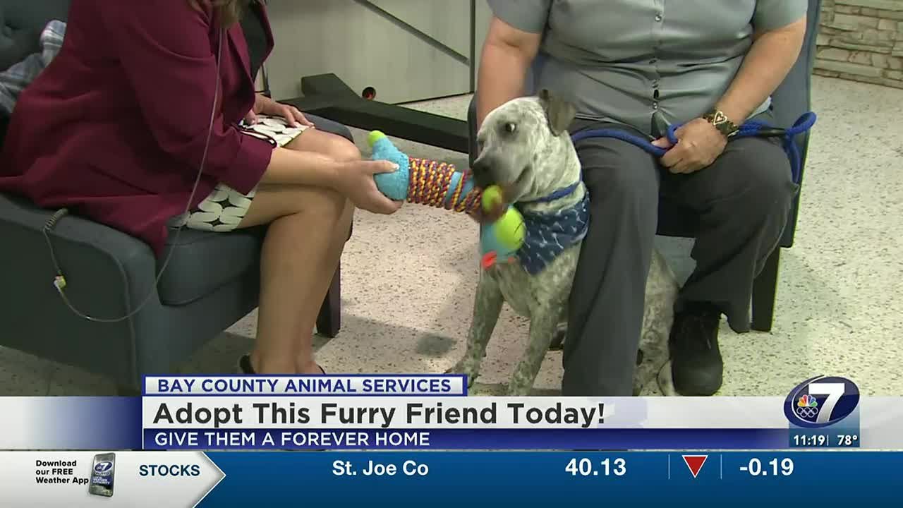 Adopt This Pup Today! - YouTube