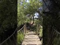 Nature #shorts - Bridge through nature - Relaxing nature