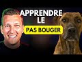 Apprendre facilement le pas bouger  son chien ou chiot