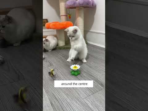Video: Two-Faced 'Janus mačka' zobrazený Mewing z oboch úst [Video]