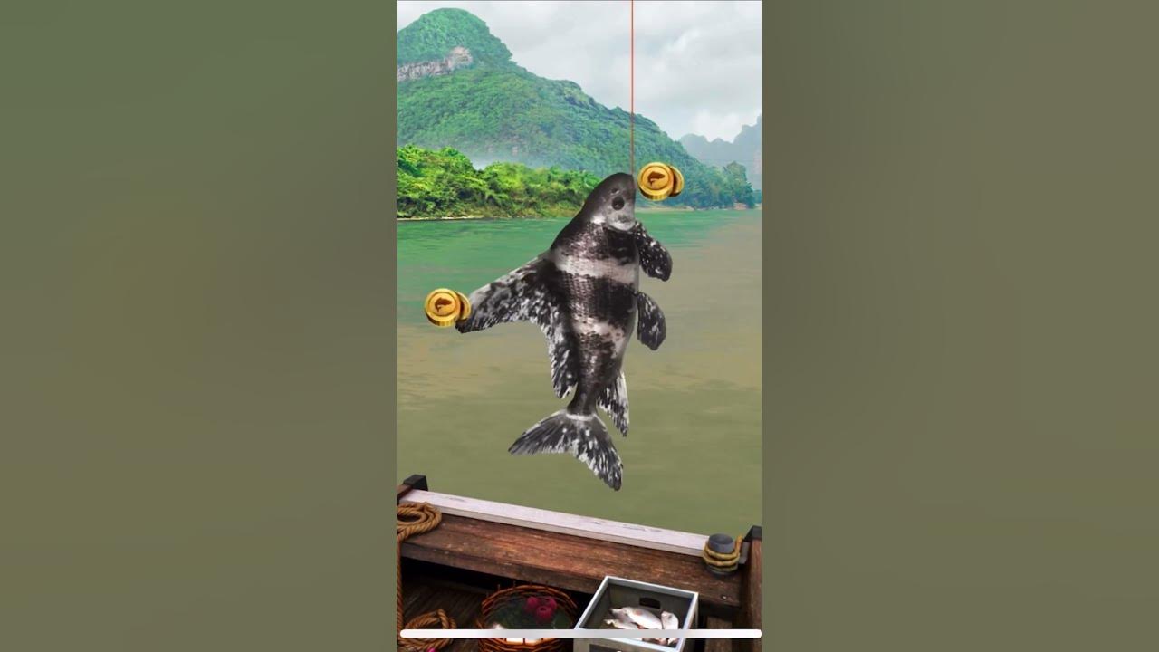 Chinese highfin banded shark YouTube
