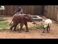 When Albino Baby Elephant, Khanyisa Met Lammie the Sheep For the First Time