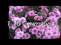 ЛЕВ❇️ Прогноз на 1-10 СЕНТЯБРЯ 2020 года.