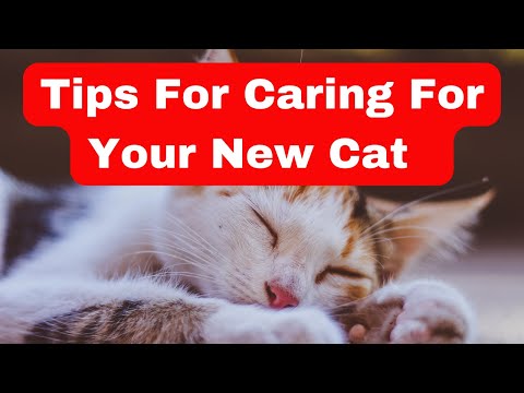 Video: Cat Care 101: En guide till nya kattägare