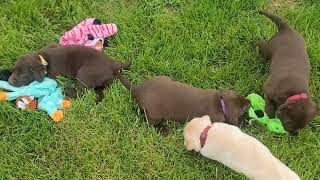 Super Cute Puppies at 5 weeks old