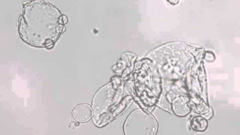 Temperature-sensitive PNIPAM microcapsules
