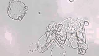 Temperature-sensitive PNIPAM microcapsules