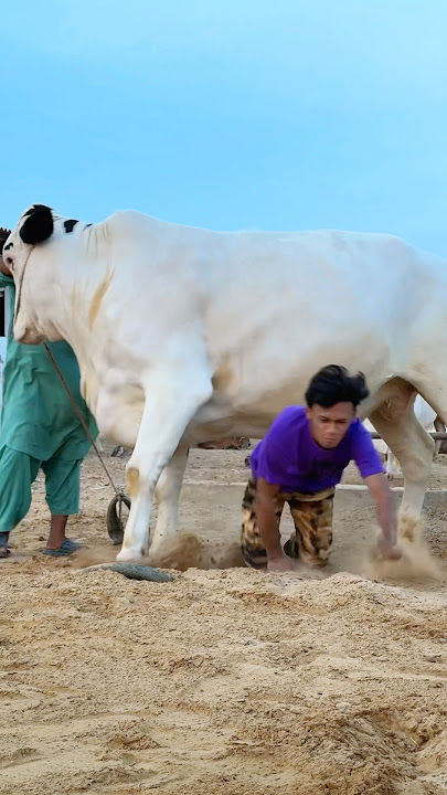 MANDI ADVENTURE 😂 #funny #trending #bakramandi #eidmubarak