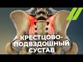 Крестцово-подвздошный сустав: анатомия, строение, движение в суставе.