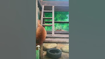 The red panda’s big caterpillar tail is so beautiful. It’s a video of a foodie red panda. #RedPandaA