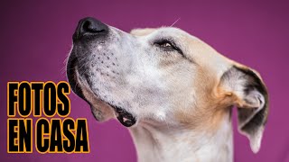 COMO HACER FOTOS a MASCOTAS // FOTOS en CASA