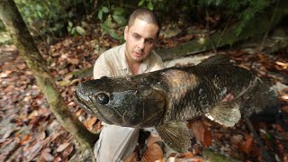 [TEASER] doc TV Guyane pêche extrême aux leurres: Aïmara terreur d'amazonie.