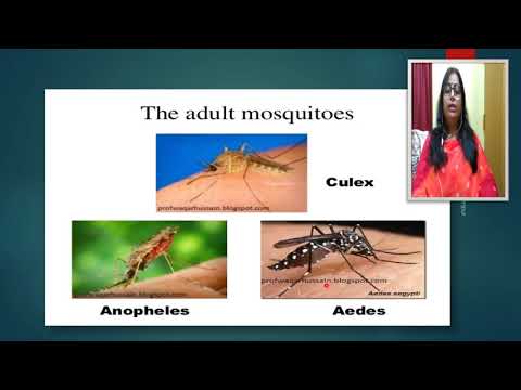 Mosquito - Classification,  Structure, morphology and life cycle of Mosquito and  its controls