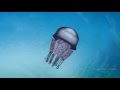 Swimming Jellyfish - Медуза плывет