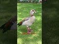 What does it call ? Duck?