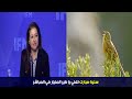 سنية مبارك تغني يا طير المنيار في المباشر