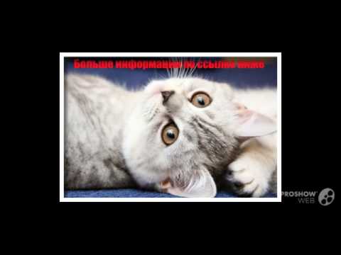 Брюки Choupette ролик Брюки Choupette ролик