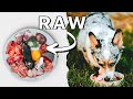 Why You Should Start Raw Feeding Your Dog