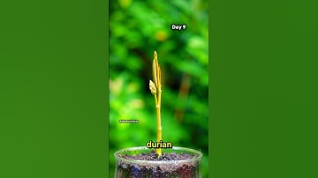 Growing durian | daily time lapse #shorts #timelapse