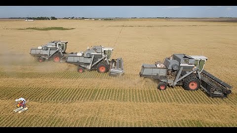 Colorado Wheat Harvest like its the 1970