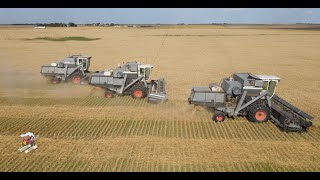 Colorado Wheat Harvest like its the 1970's with 3 Gleaner L2 Combines