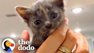 Watch this Kitty Finally Win Over Her Human Dad ❤ | The Dodo Cat Crazy