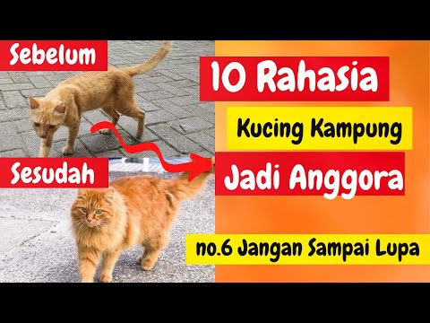 Video: 10 Tips untuk Memelihara Otak Kucing Selamanya Muda