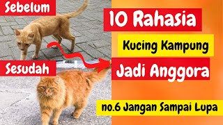 10 CARA MERAWAT KUCING KAMPUNG MENJADI KUCING ANGGORA | CARA MEMBUAT KUCING KAMPUNG BAGUS DAN SEHAT screenshot 2